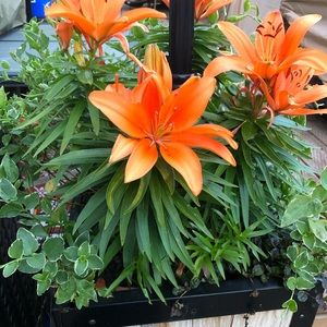 Meet your Posher, Geneva